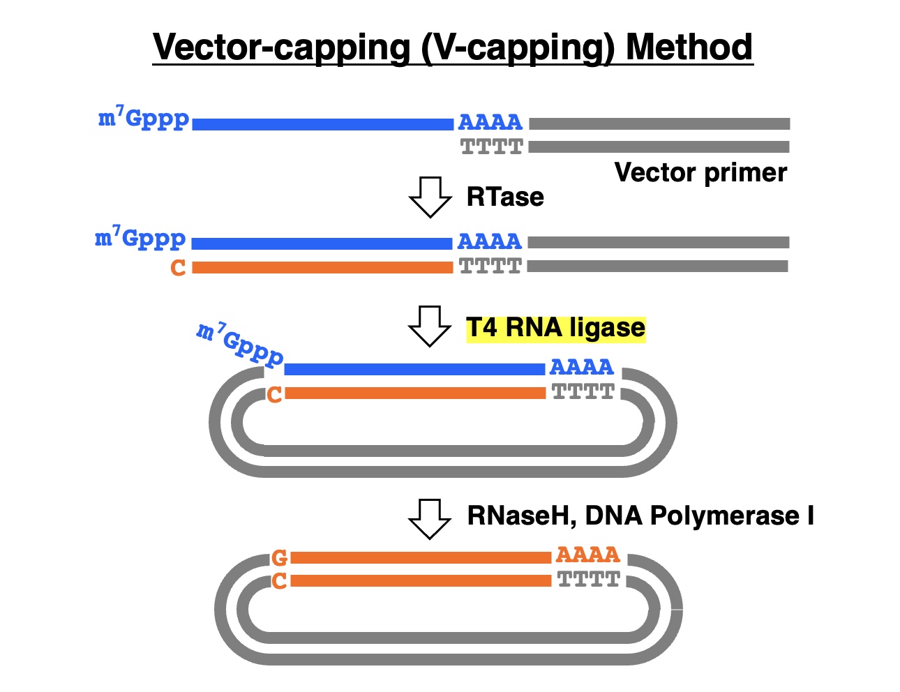 V-capping method